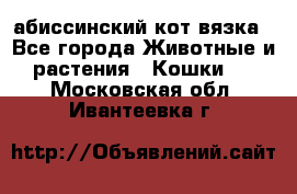 абиссинский кот вязка - Все города Животные и растения » Кошки   . Московская обл.,Ивантеевка г.